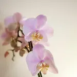 Narciso Centralissimo Διαμέρισμα *