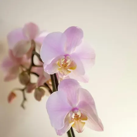 Narciso Centralissimo 아파트 *