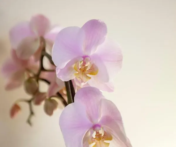 Narciso Centralissimo Daire *